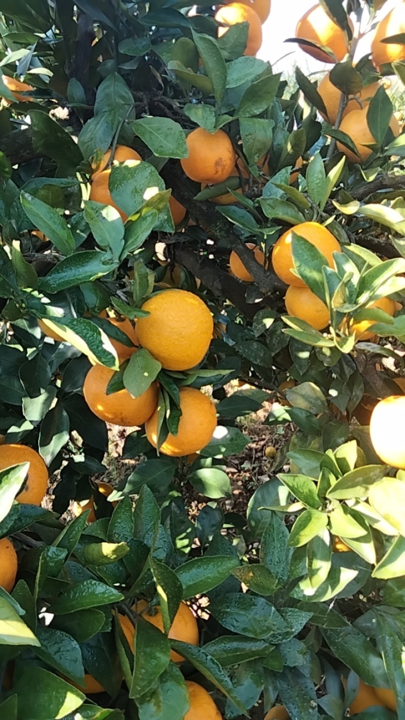 【推荐】湖南蜜橘产地，价格稳定常年供货全国各地市场咨询