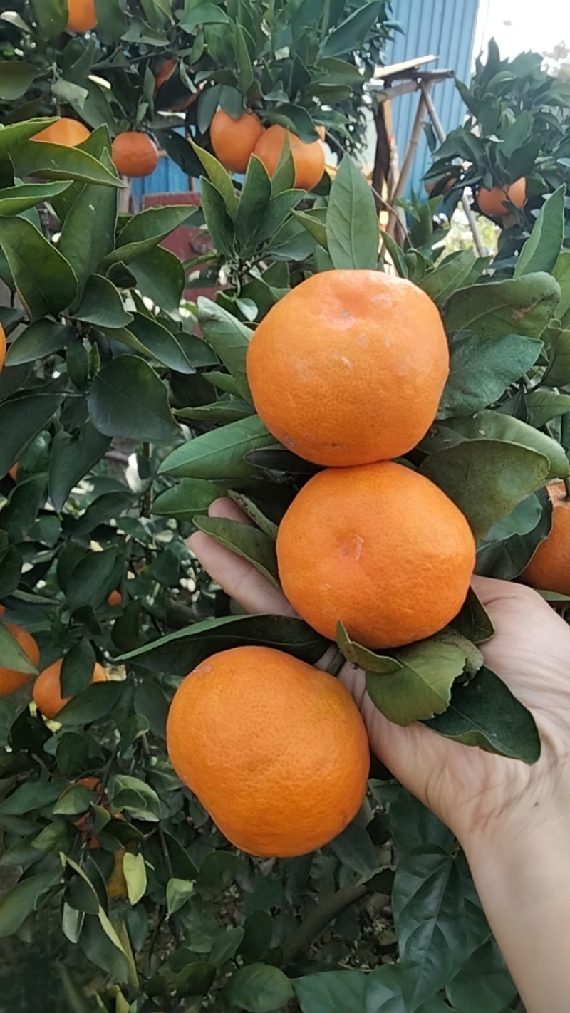 【推荐】湖南蜜橘产地，价格稳定常年供货全国各地市场咨询