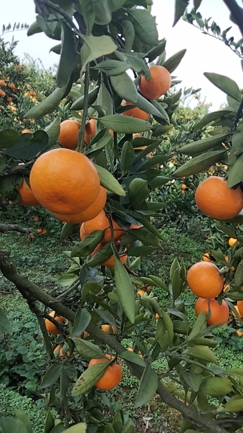【推荐】湖南蜜橘产地，价格稳定常年供货全国各地市场咨询