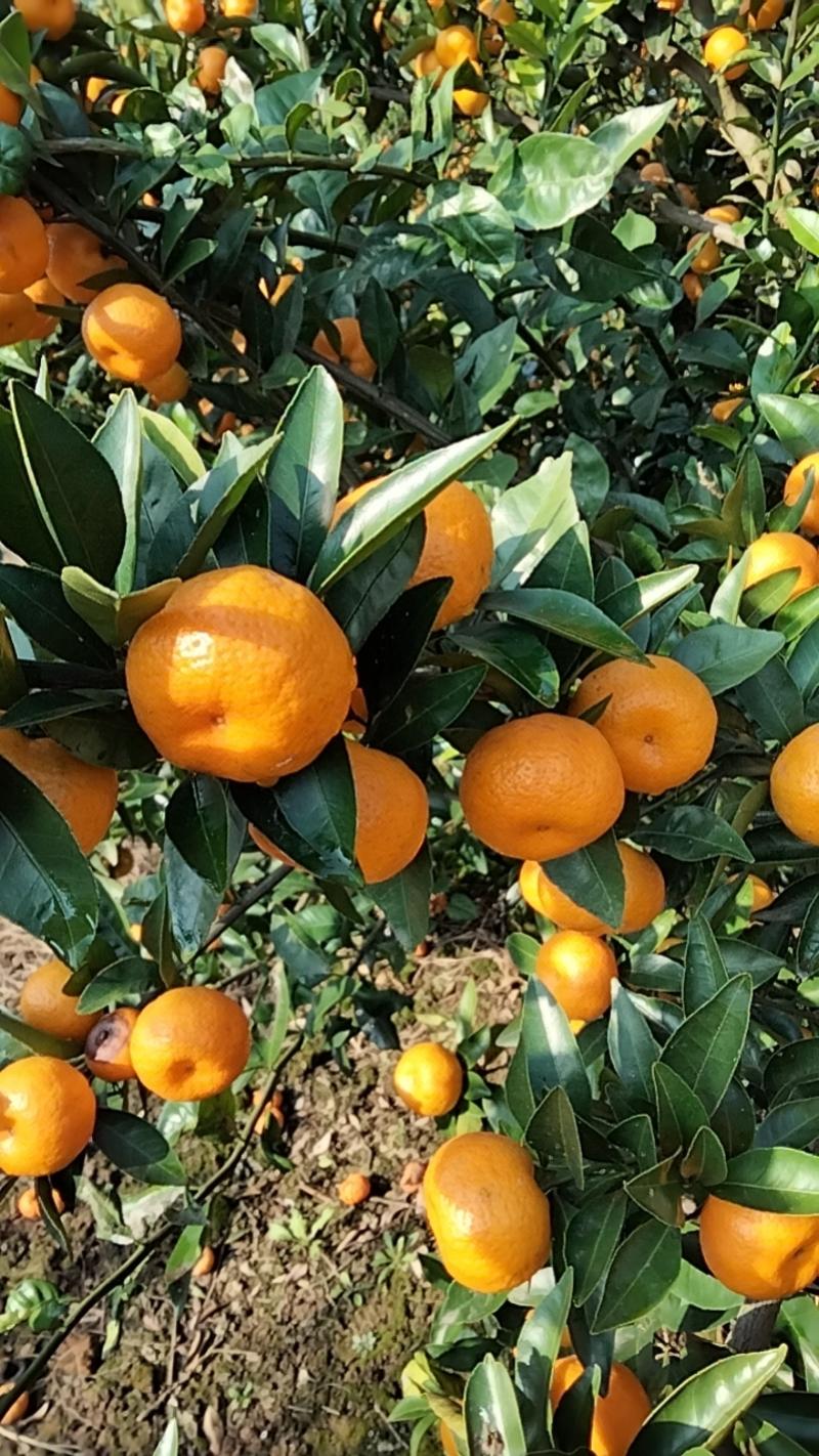 【推荐】南丰蜜橘产地，价格稳定常年供货全国各地市场咨询