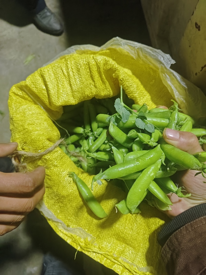 精品白豌，中豌，大量上市，量大从优，有需要的老板可以联