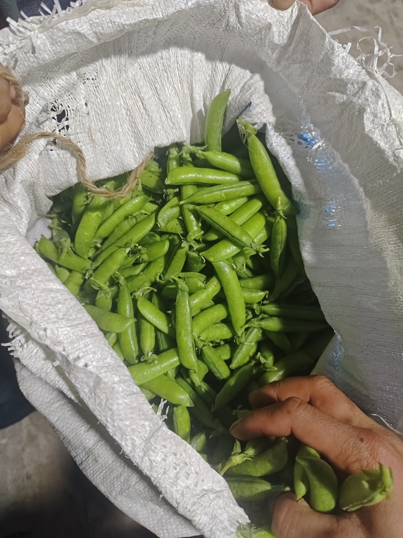 精品白豌，中豌，大量上市，量大从优，有需要的老板可以联