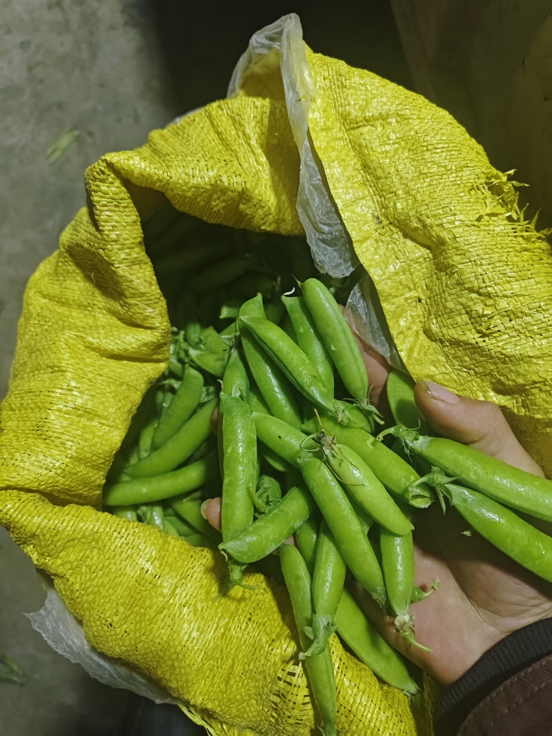 精品白豌，中豌，大量上市，量大从优，有需要的老板可以联