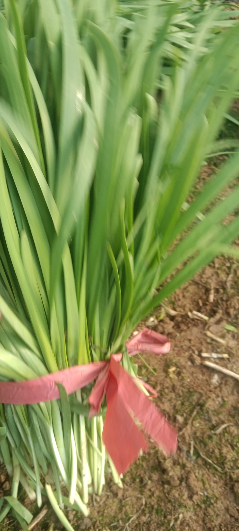 两百个大棚韭菜开始上市需要联系我