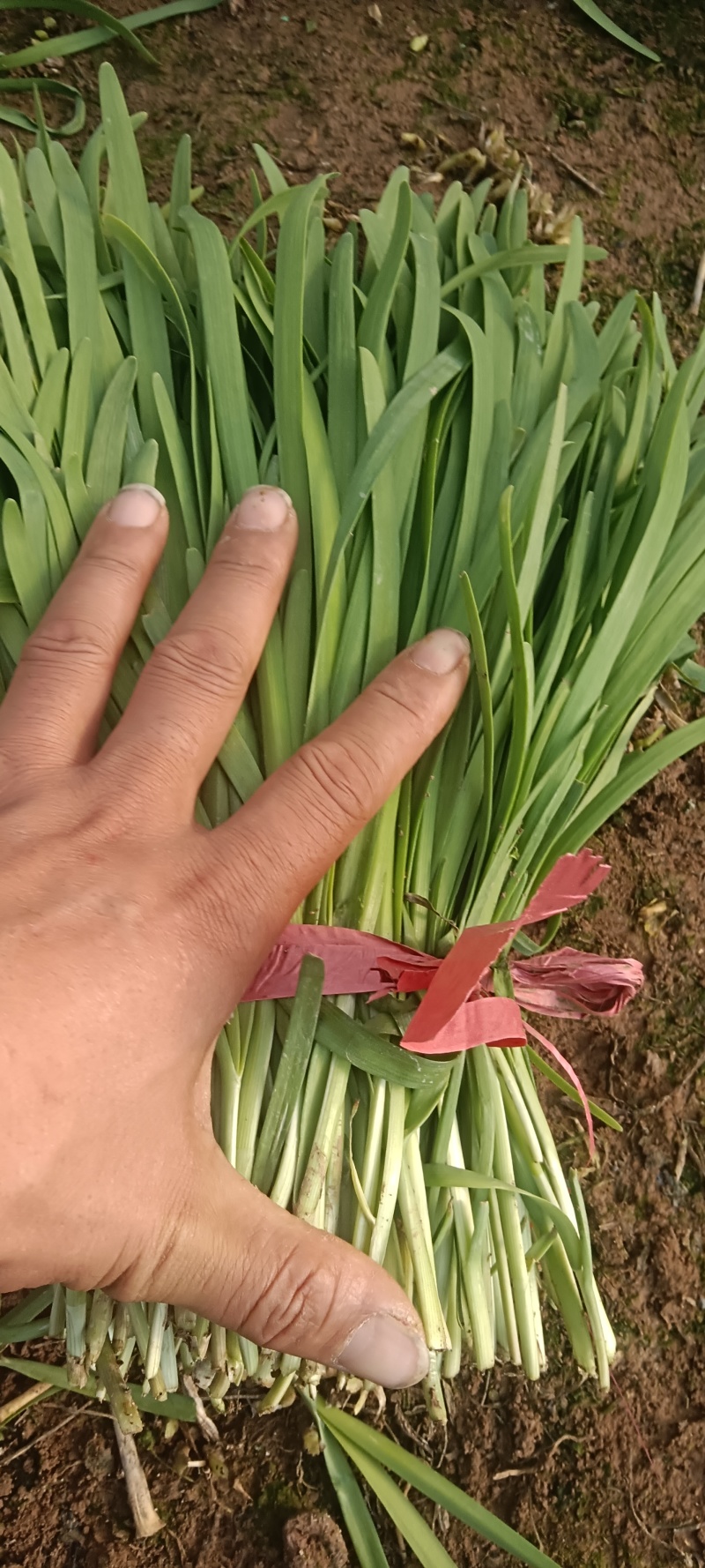 两百个大棚韭菜开始上市需要联系我