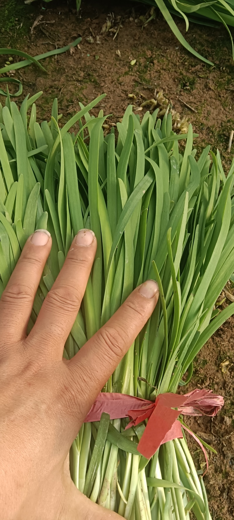 两百个大棚韭菜开始上市需要联系我