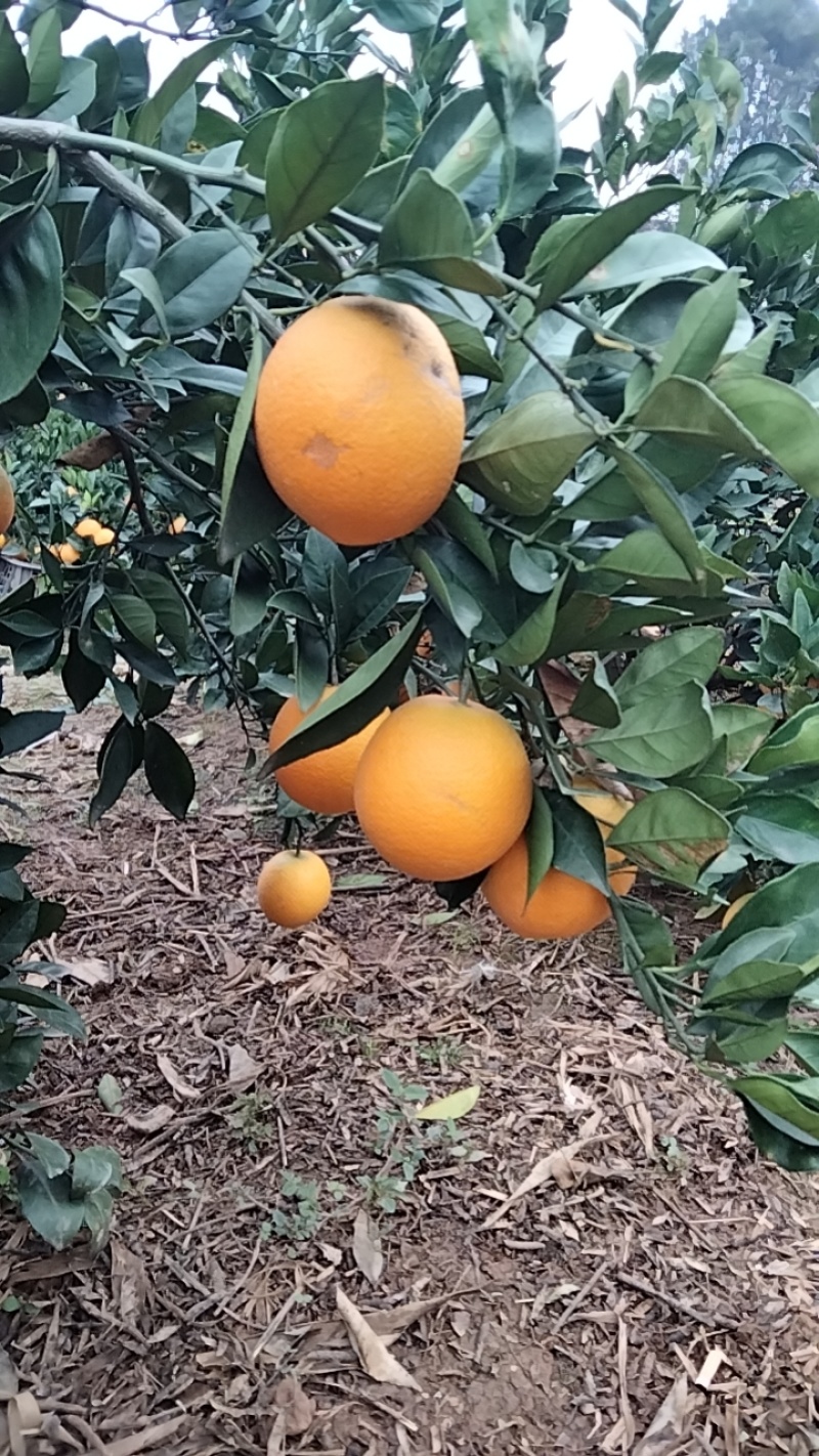 高品质纽何尔
