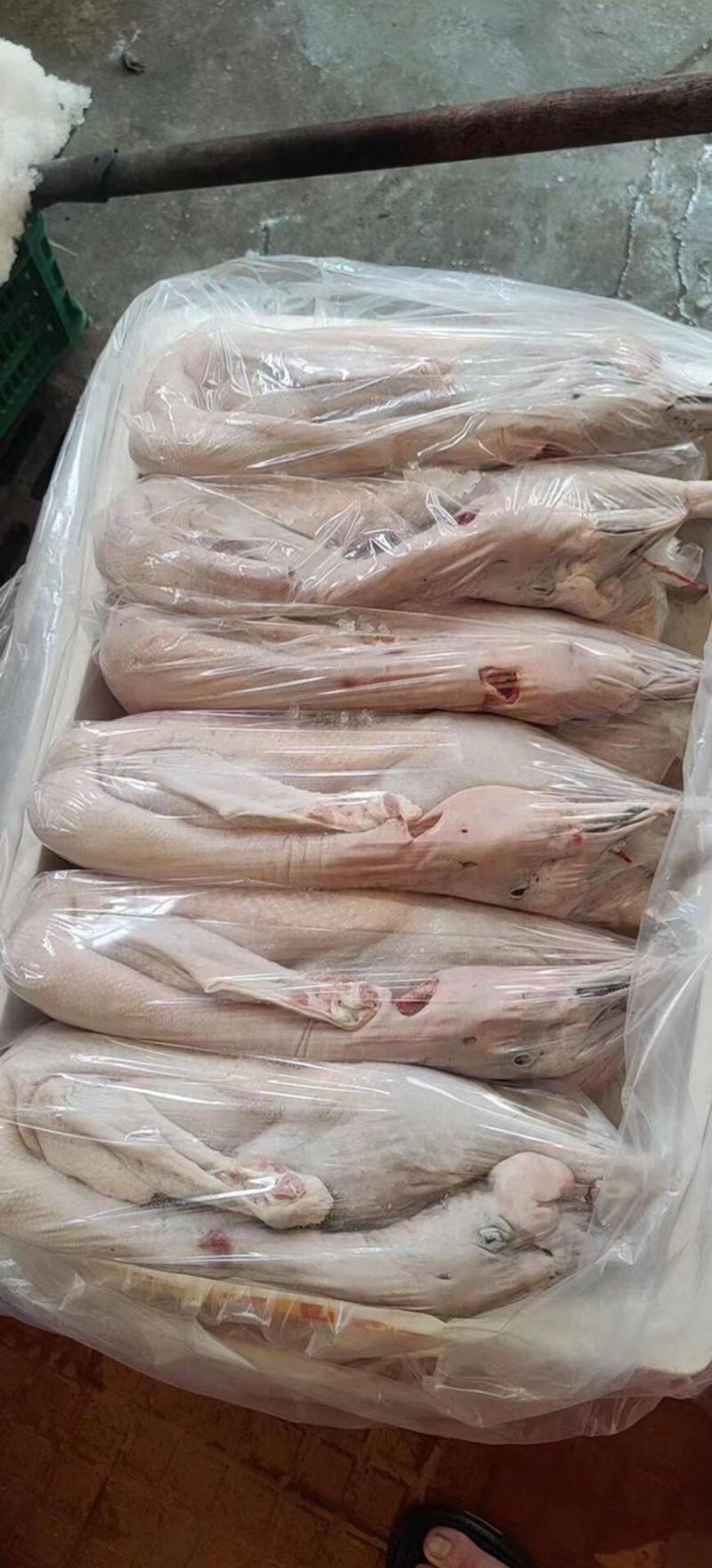 广东黑棕鹅生鲜光鹅烧鹅专用鹅品量保证货源充足