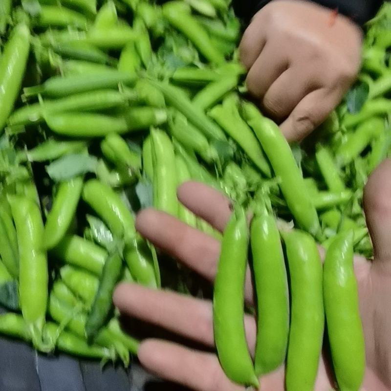白豌豆中豌云南大理新货