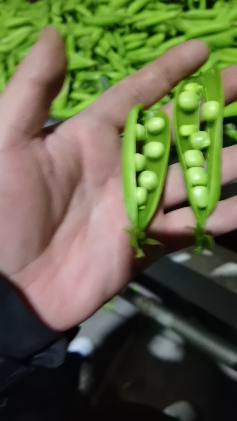白豌豆中豌云南大理新货