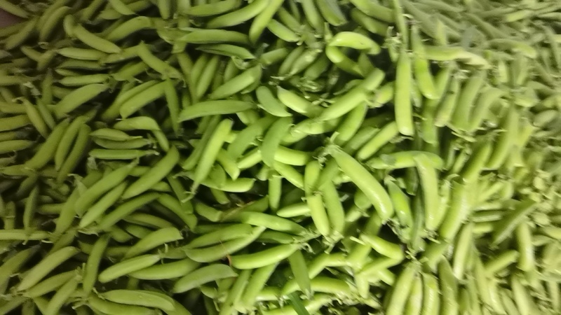 白豌豆中豌云南大理新货