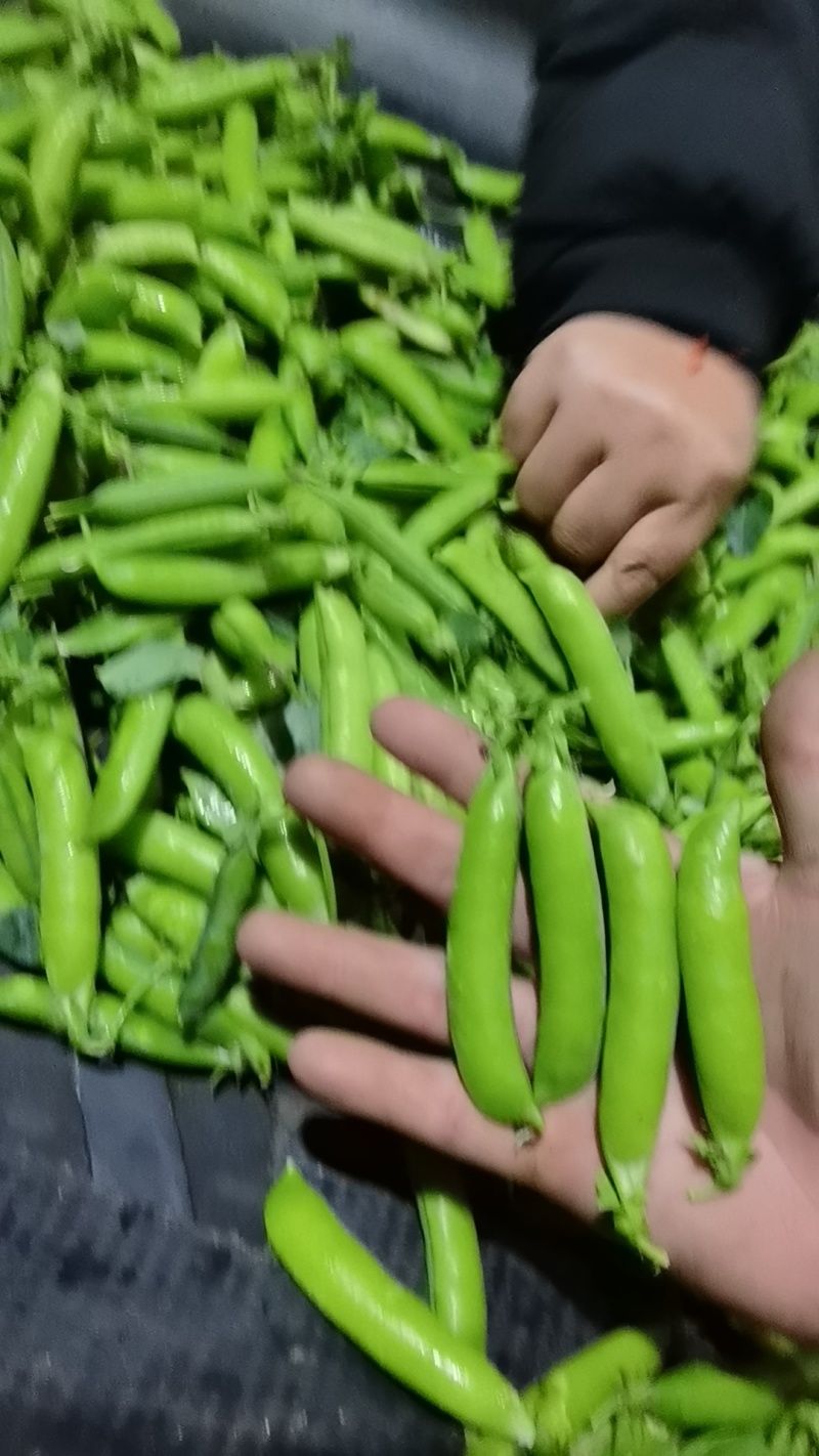 白豌豆中豌云南大理新货