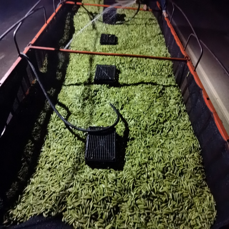白豌豆中豌云南大理新货