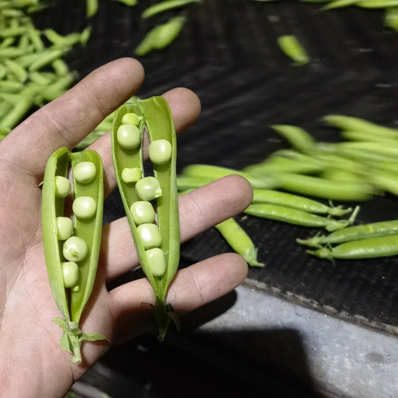 白豌豆中豌云南大理新货