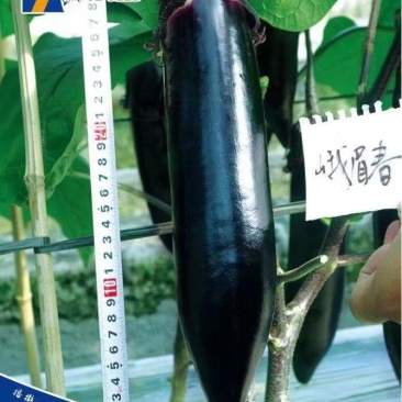 茄子种子峨眉春品质型烧烤茄果型靓颜色黑亮产量高抗病强