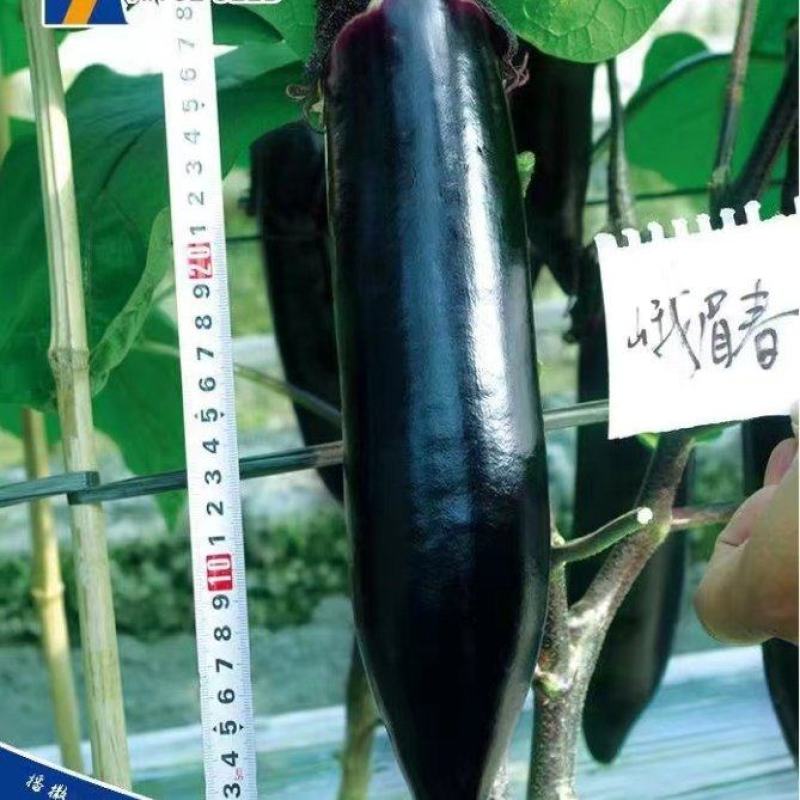 茄子种子峨眉春品质型烧烤茄果型靓颜色黑亮产量高抗病强