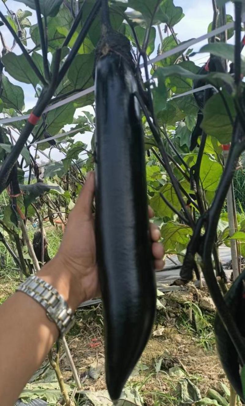 茄子种子峨眉春品质型烧烤茄果型靓颜色黑亮产量高抗病强