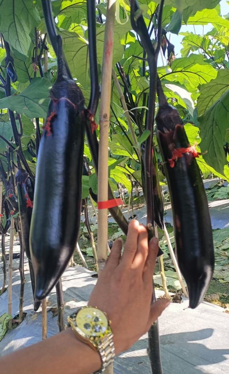 茄子种子峨眉春品质型烧烤茄果型靓颜色黑亮产量高抗病强