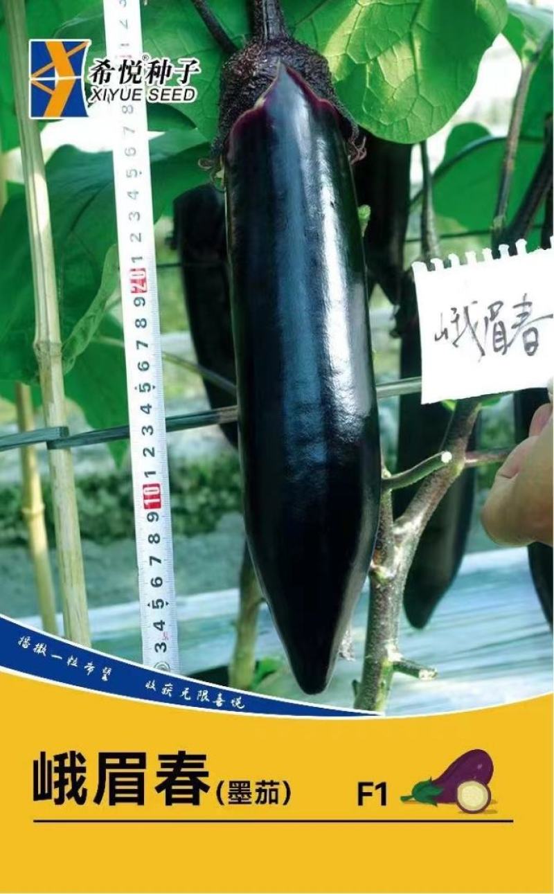 茄子种子峨眉春品质型烧烤茄果型靓颜色黑亮产量高抗病强