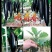 茄子种子峨眉春品质型烧烤茄果型靓颜色黑亮产量高抗病强
