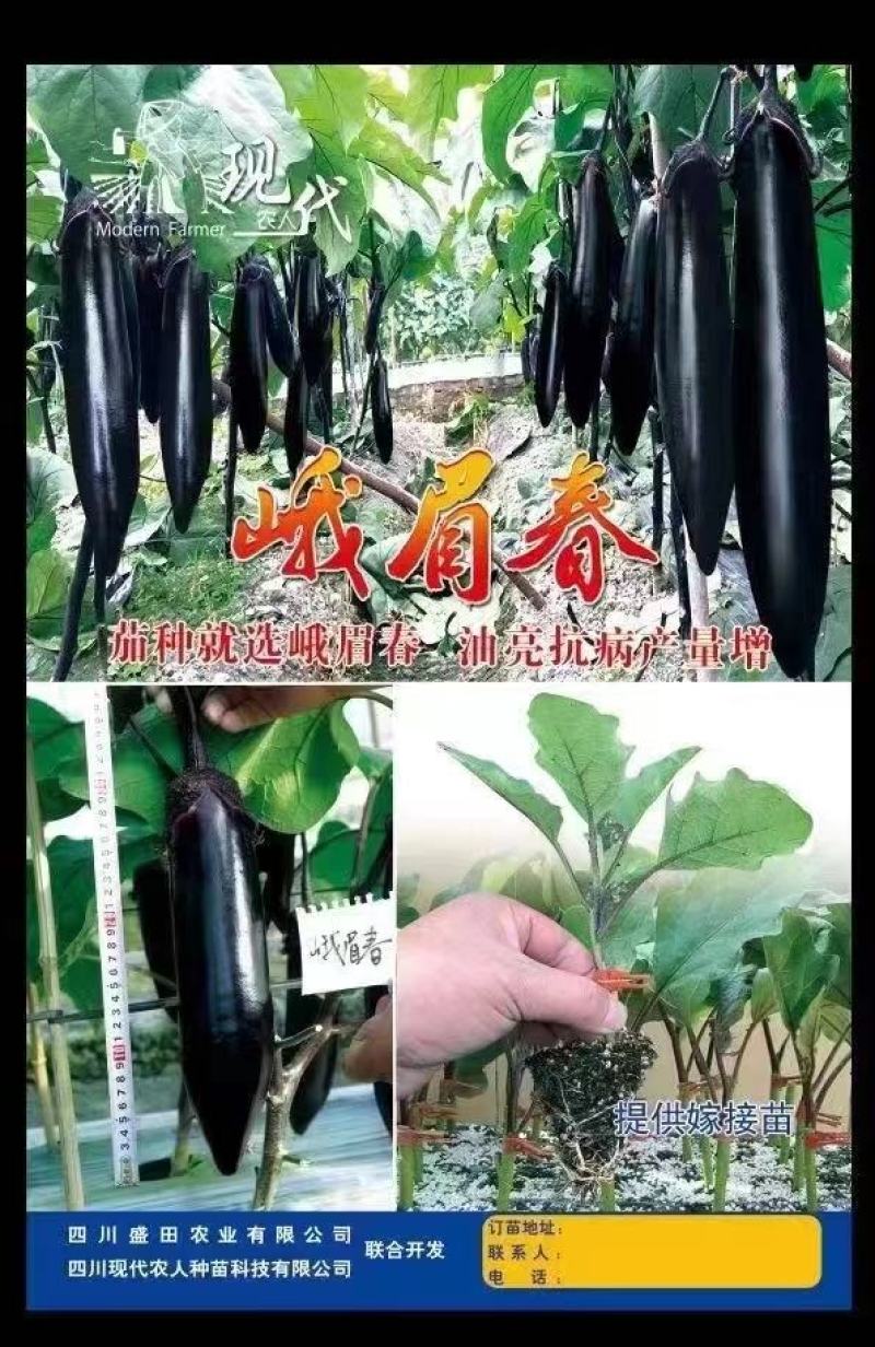 茄子种子峨眉春品质型烧烤茄果型靓颜色黑亮产量高抗病强
