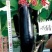 茄子种子峨眉春品质型烧烤茄果型靓颜色黑亮产量高抗病强