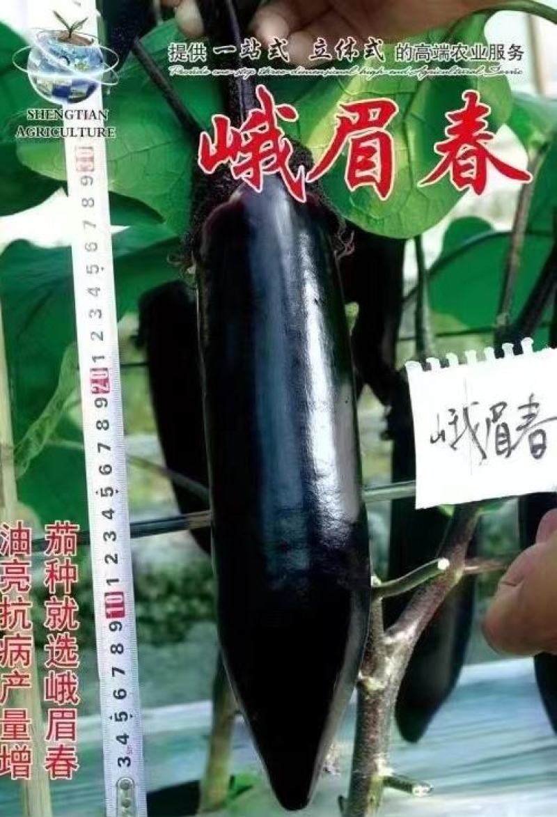 茄子种子峨眉春品质型烧烤茄果型靓颜色黑亮产量高抗病强