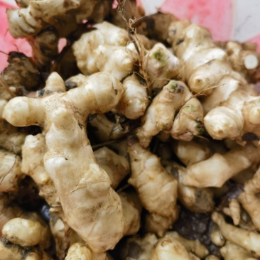 【实力推荐】洋姜菊芋基地供应量大质优价优欢迎采购
