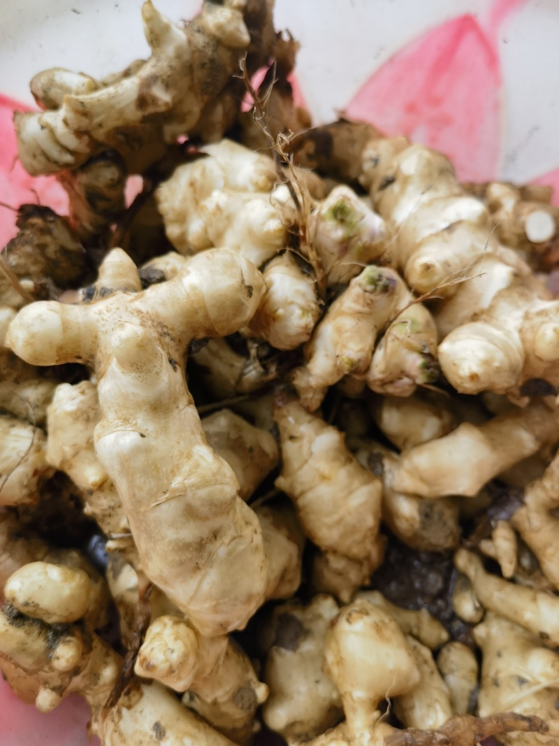 【实力推荐】洋姜菊芋基地供应量大质优价优欢迎采购