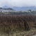 【实力推荐】洋姜菊芋基地供应量大质优价优欢迎采购