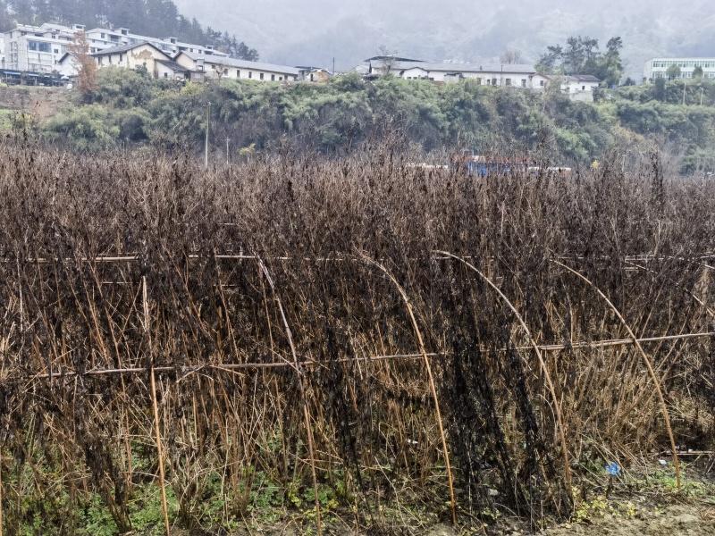 【实力推荐】洋姜菊芋基地供应量大质优价优欢迎采购