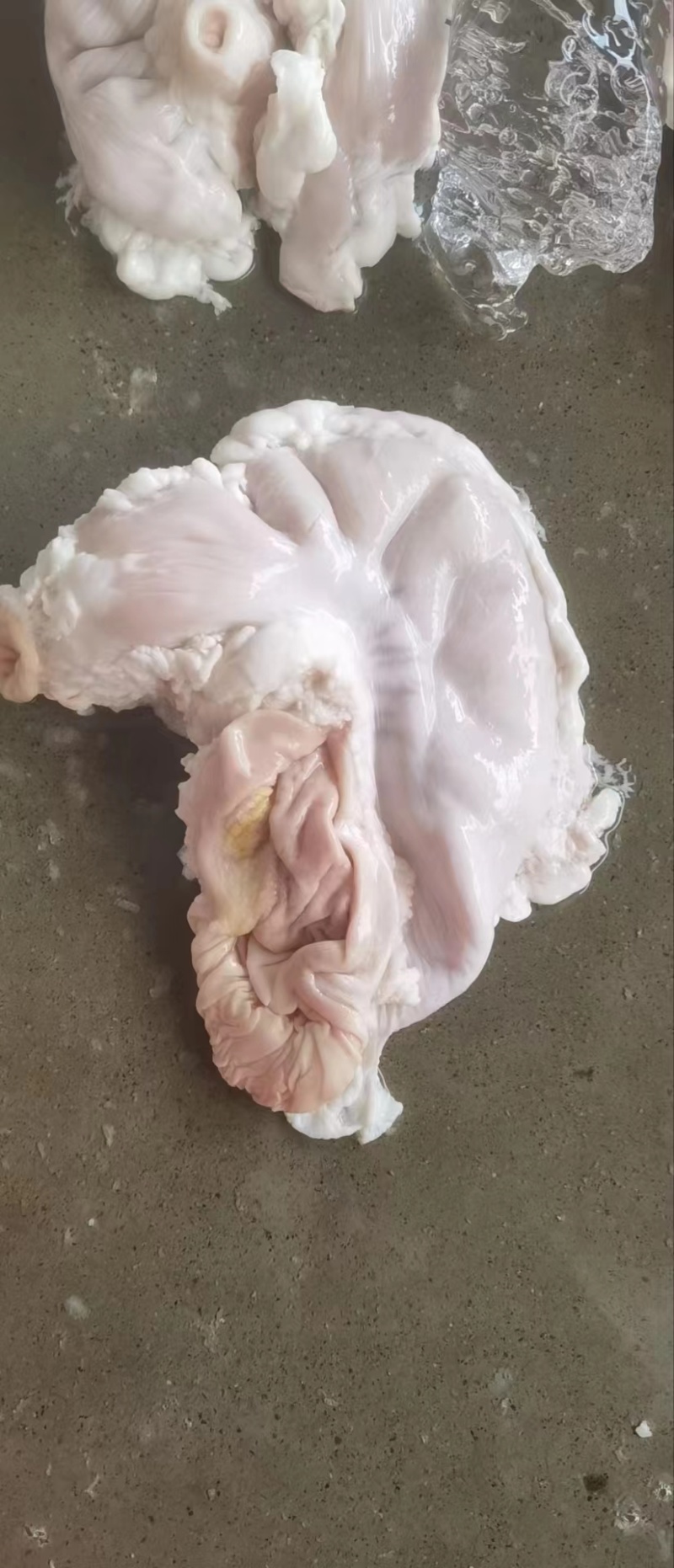 深圳鲜品猪肚，厂家直发，品质保证，量大从优，视频看货