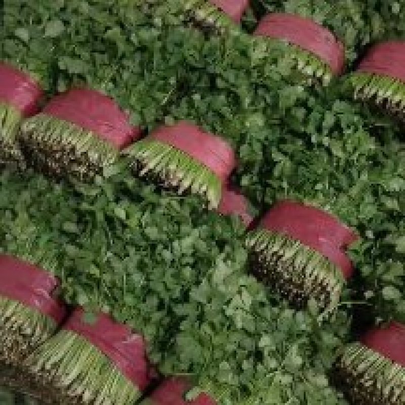 山东泰安精品香菜规格齐全价格优惠对接批发商商超