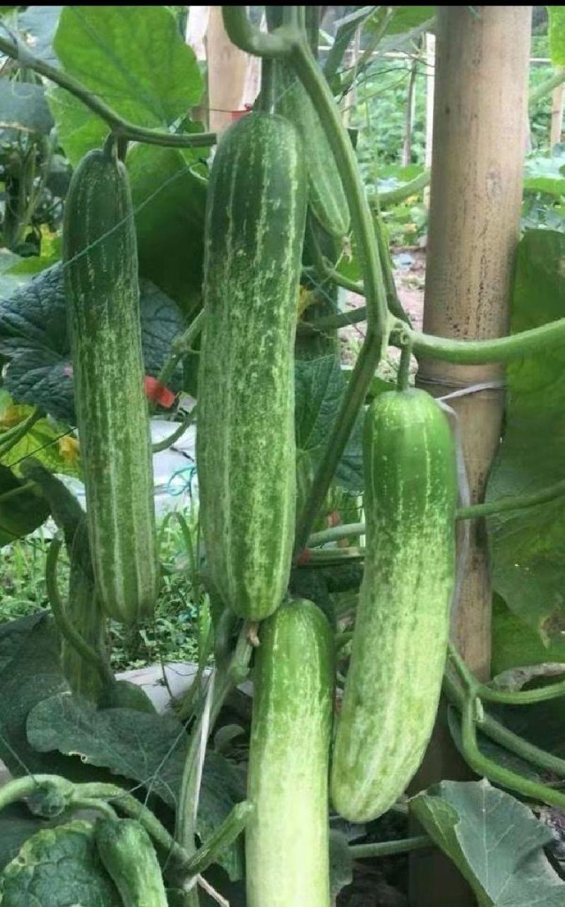 黄瓜种子川绿十一号无苦味节节有瓜长25厘米青绿白高产