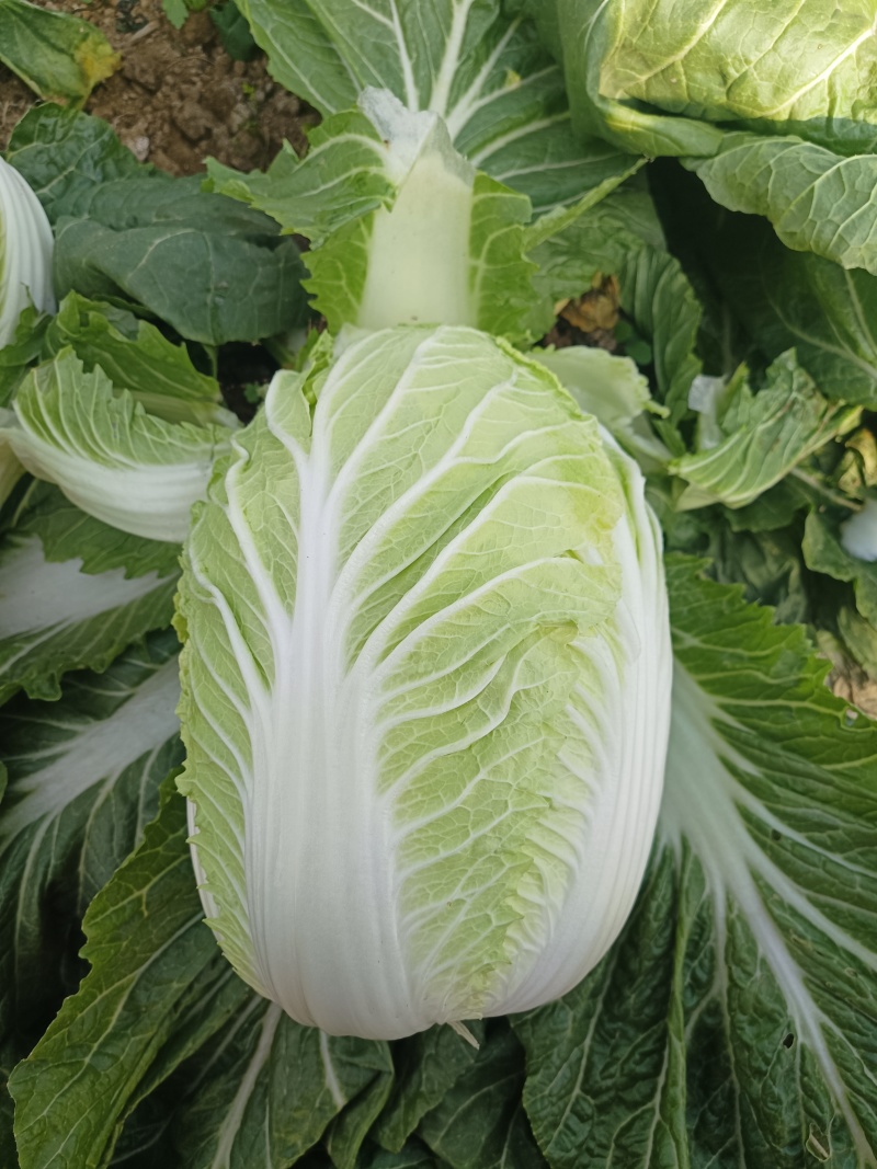 山东郯城精品白菜大量有货供应，质量好，价格低，欢迎采购