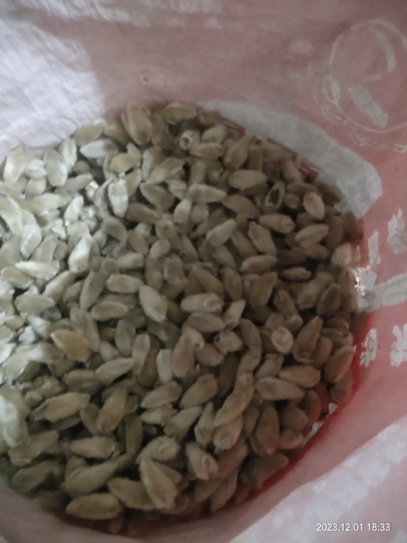 南召县辛夷花中草药辛夷颗粒饱满无杂质