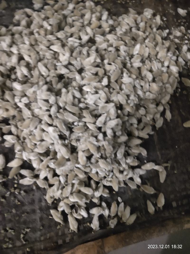 南召县辛夷花中草药辛夷颗粒饱满无杂质