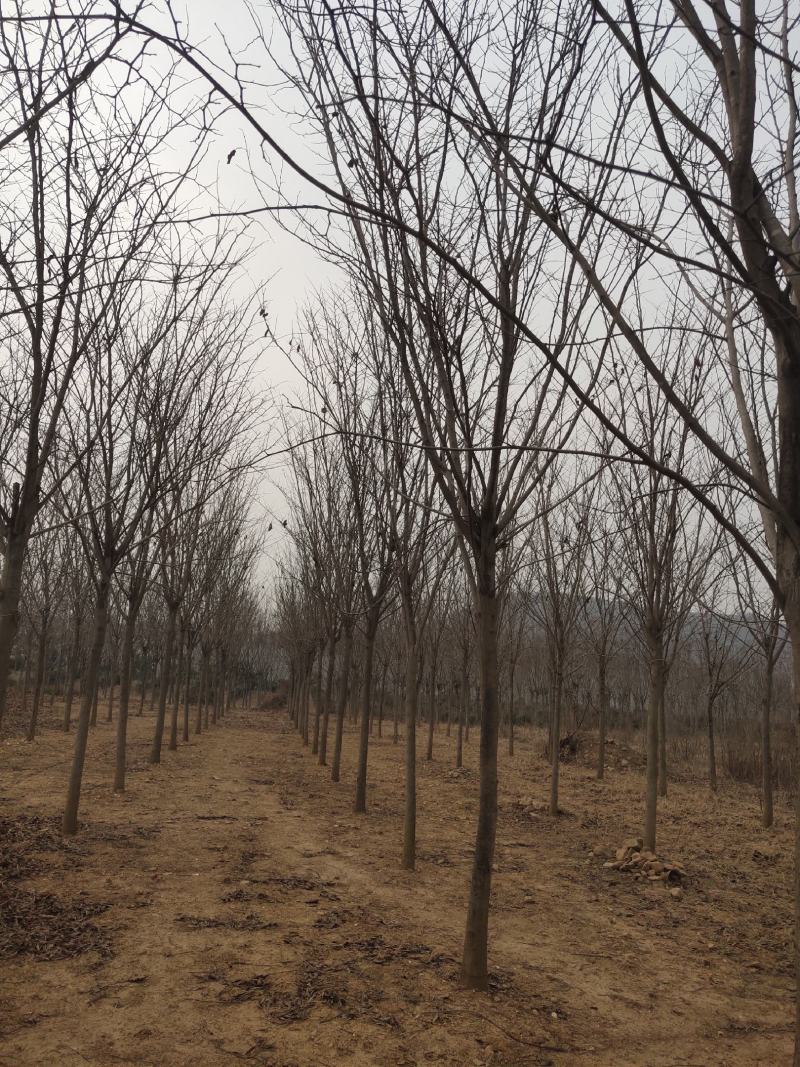 紫荆（巨紫荆（丛生紫荆）其花蕾颜色漂亮，适应能力强。