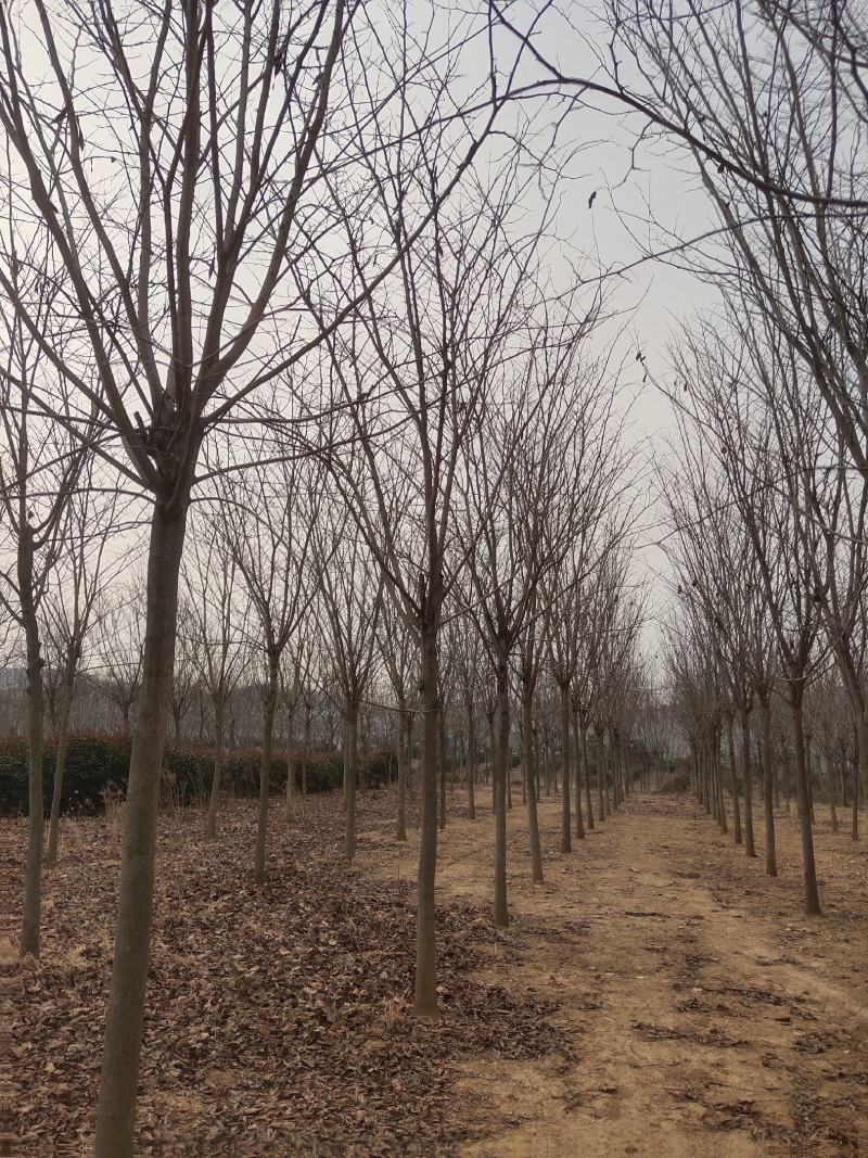 紫荆（巨紫荆（丛生紫荆）其花蕾颜色漂亮，适应能力强。