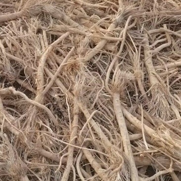防风个子片投料关防风鲜货干货