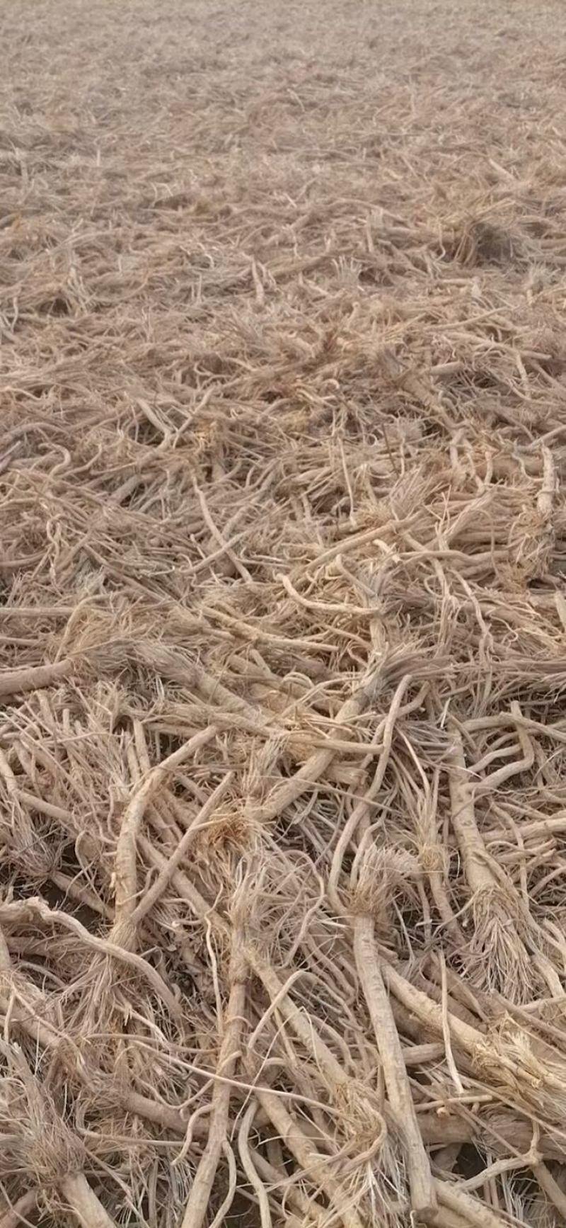 防风个子片投料关防风鲜货干货