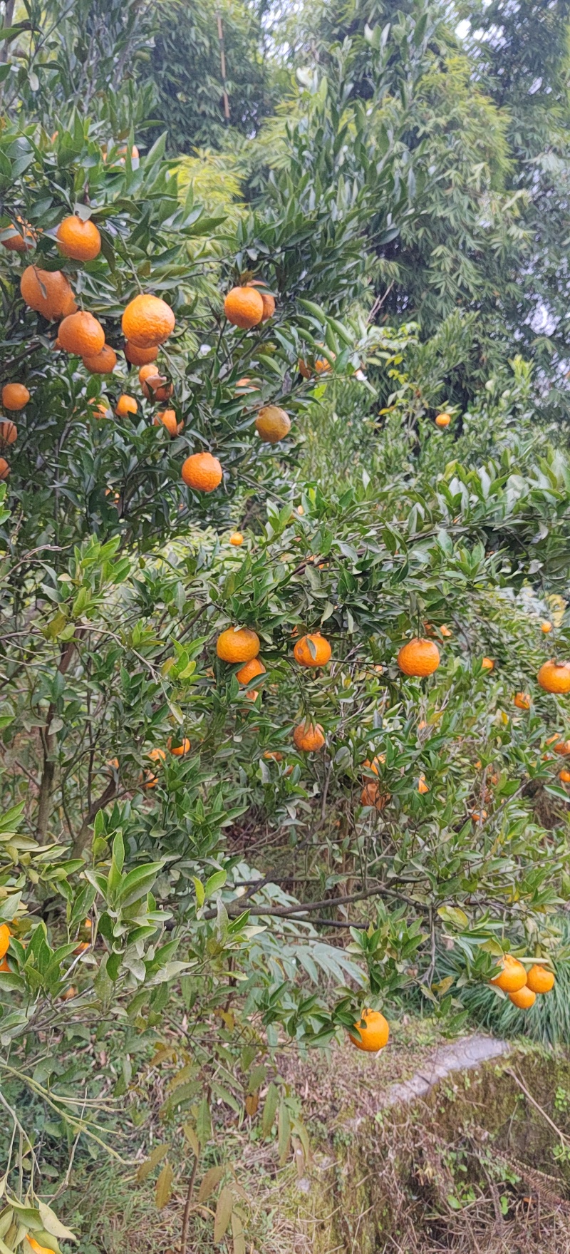 四川荣县留佳椪柑基地，现椪柑，耙耙柑大量走货中，颜色光亮