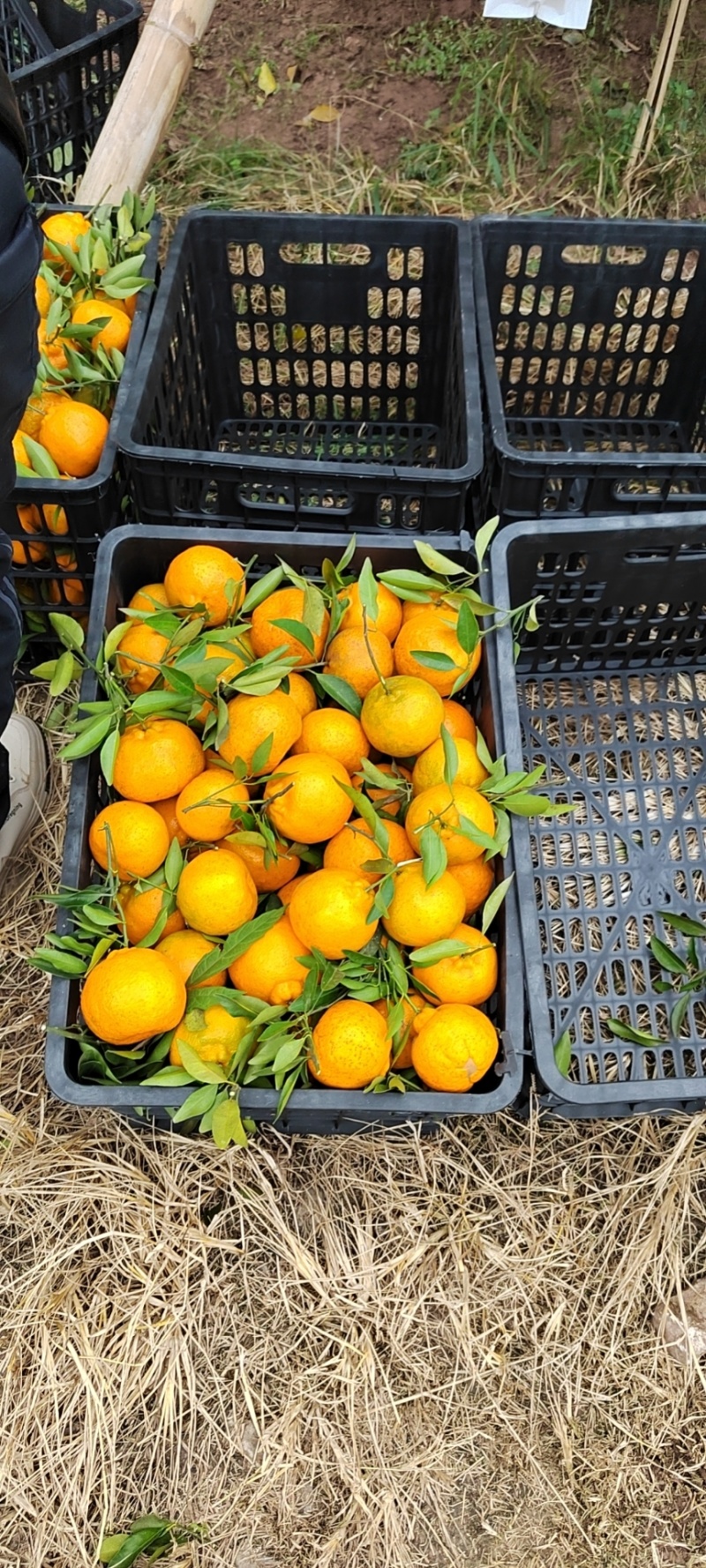 四川荣县留佳椪柑基地，现椪柑，耙耙柑大量走货中，颜色光亮