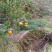 四川荣县留佳椪柑基地，现椪柑，耙耙柑大量走货中，颜色光亮