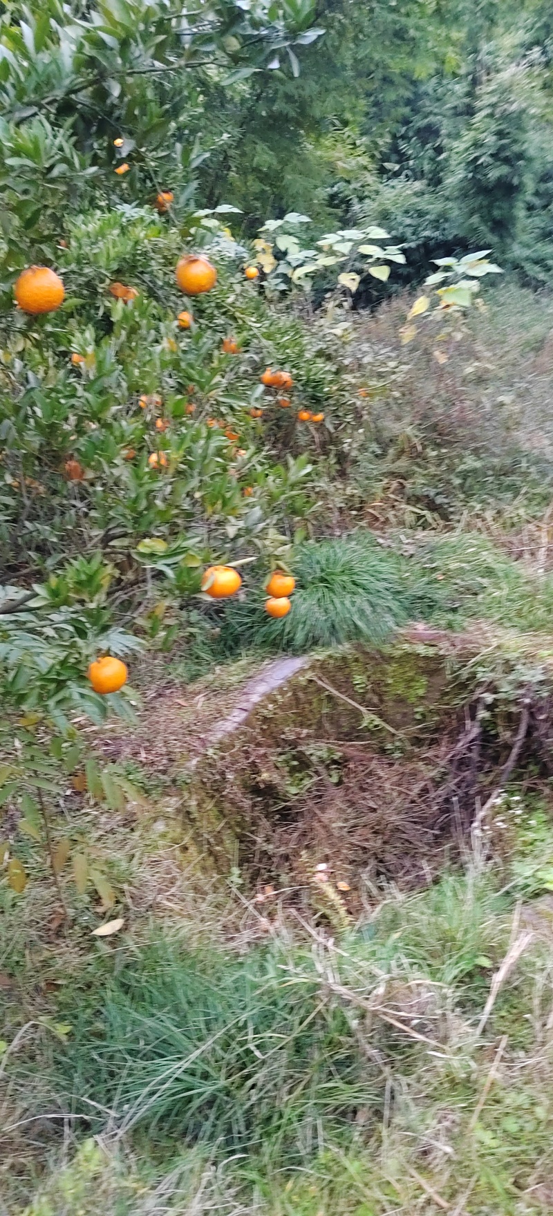 四川荣县留佳椪柑基地，现椪柑，耙耙柑大量走货中，颜色光亮