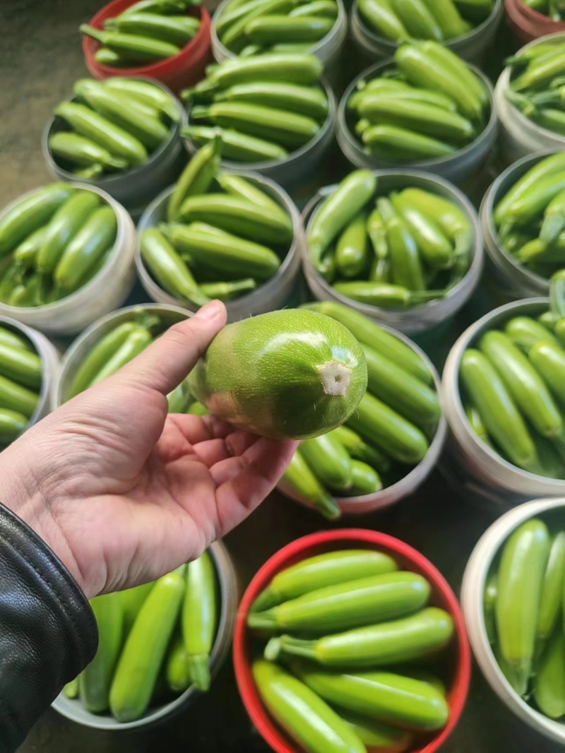 山东西葫芦大量上市保质保量产地直发欢迎老板选购