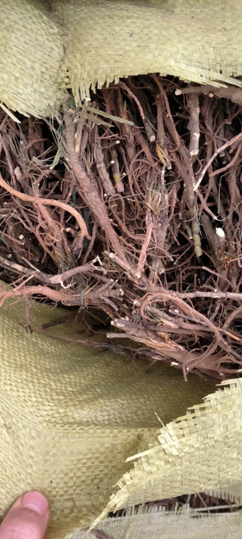 北柴胡药厂货高含量，山东货，杂质少芦头2到5公分。