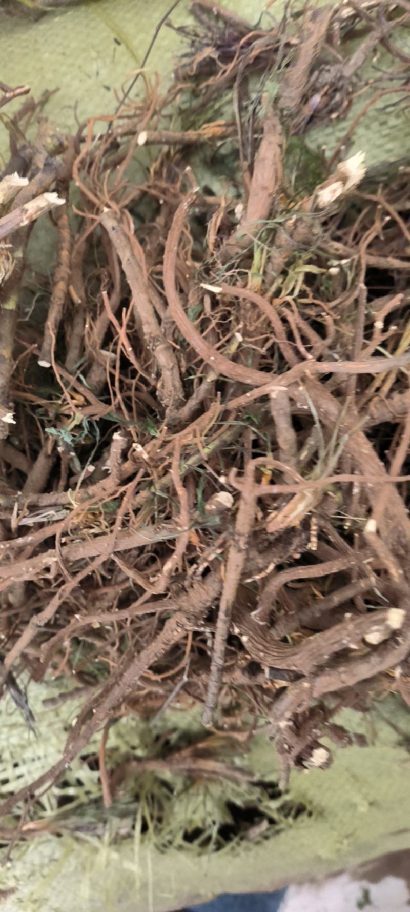 北柴胡药厂货高含量，山东货，杂质少芦头2到5公分。