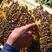 正宗土蜂蜜，产地直发，品质保证，全国发货欢迎采购