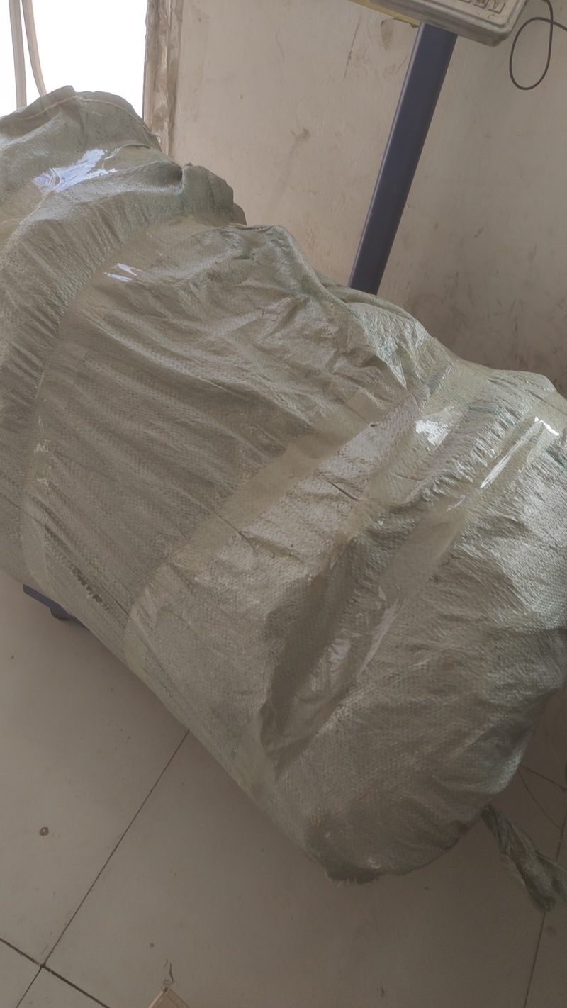 秋月梨苗，糖度高，高庄，，核小砧木用杜梨籽砧木不包邮